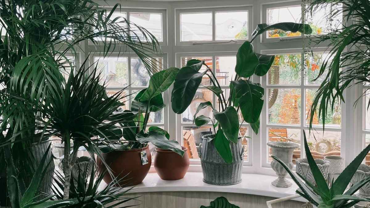 A bay window plant corner filled with indoor house plants near me, including aloe and palms