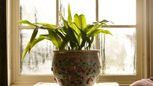Indoor plants for winter being cared for near a sunlit window with a humidifier