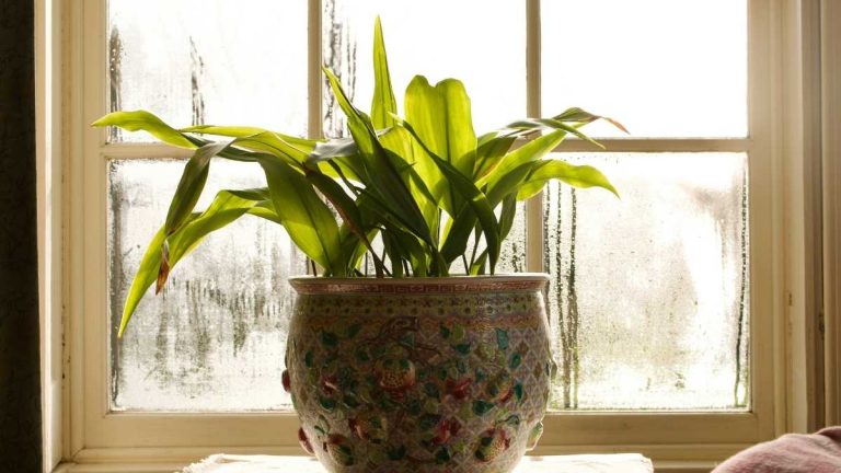Indoor plants for winter being cared for near a sunlit window with a humidifier