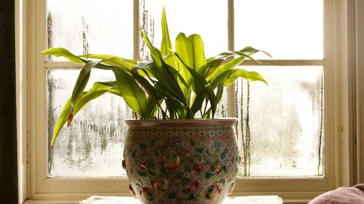 Indoor plants for winter being cared for near a sunlit window with a humidifier