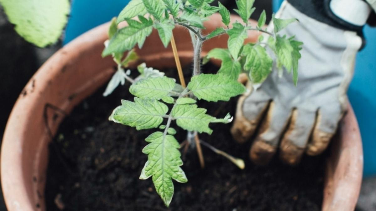 How to proper watering and indoor plant care
