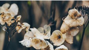 Best dried flowers for wreath making arranged in a rustic DIY wreath