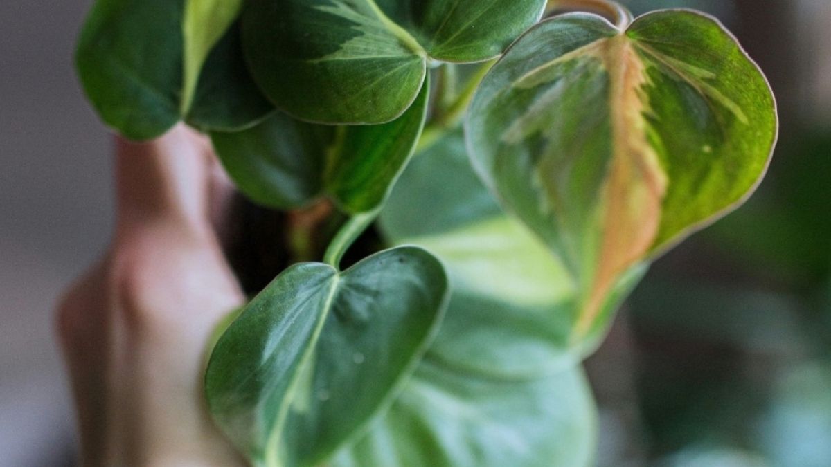 How to Keep Your Houseplants Alive by avoiding overwatering