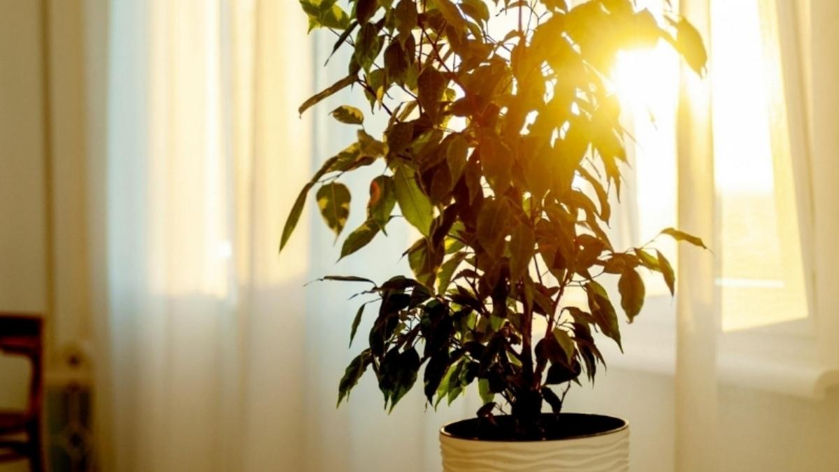 How to Keep Your Houseplants Alive with the right sunlight and lighting conditions
