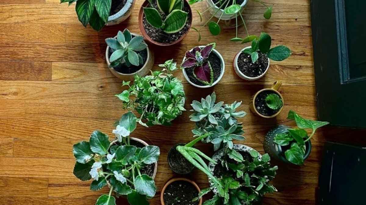  Beginner-Friendly Plants