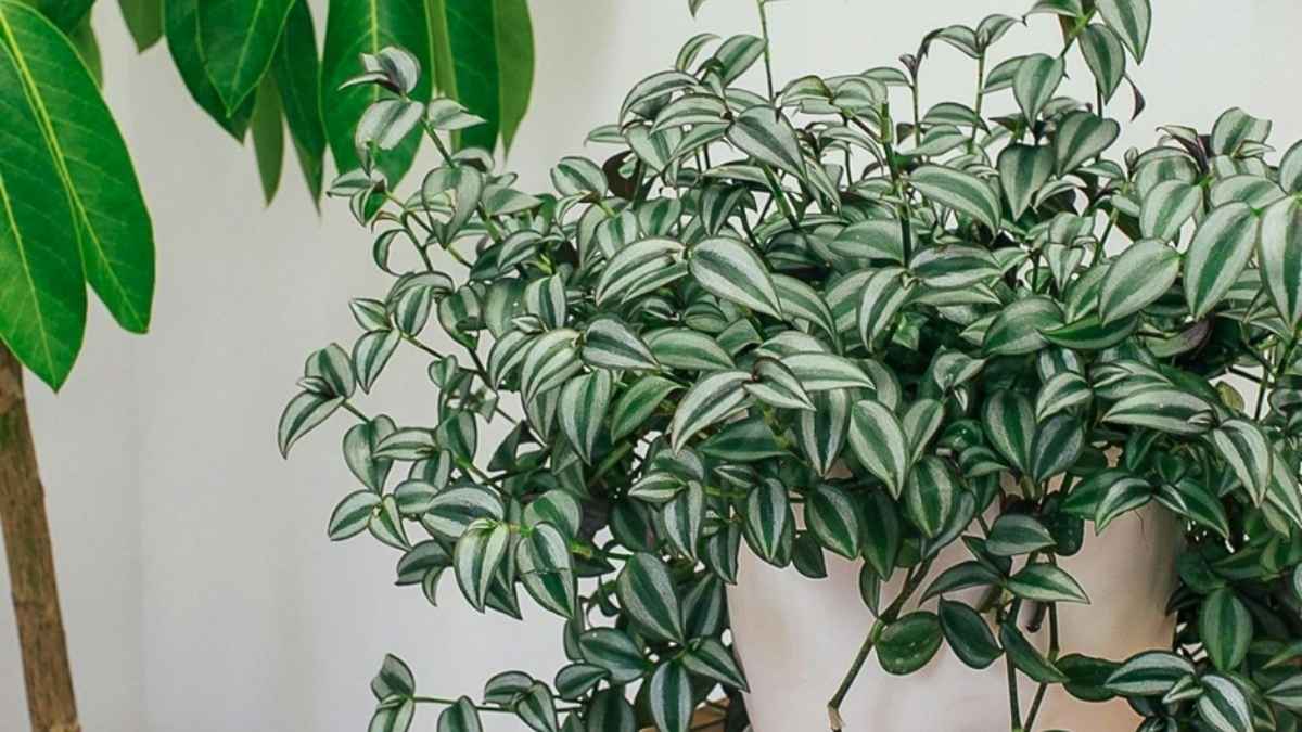 How to Keep Your Houseplants Alive with proper watering and indoor plant care