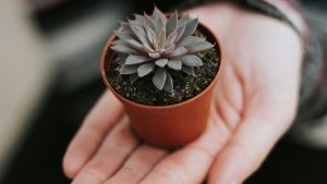 How to Protect Your Indoorplants Alive with simple indoor plant care tips