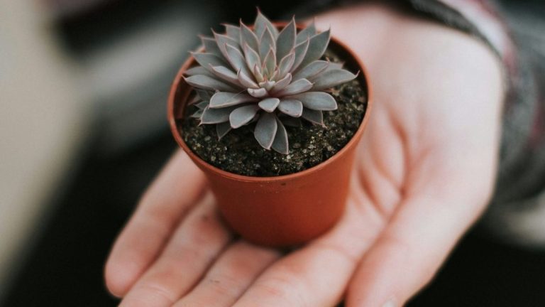 How to Protect Your Indoorplants Alive with simple indoor plant care tips