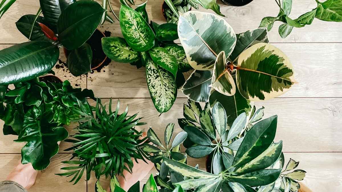  Person practicing indoor plant care made simple while sorting houseplants on the floor