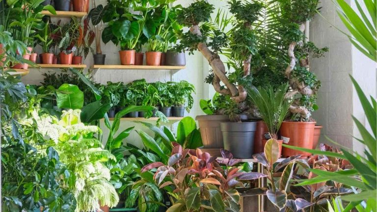 Indoor plant care made simple with a lush wall of potted houseplants on wooden shelves