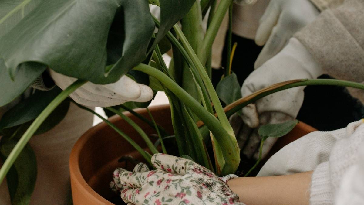 Gloved hands repotting a Monstera plant, demonstrating indoor plant care made simple