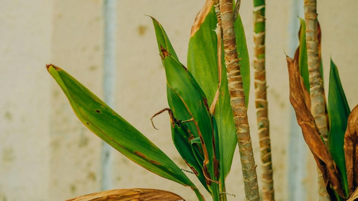 Dry, browning leaf tips showing a common mistake