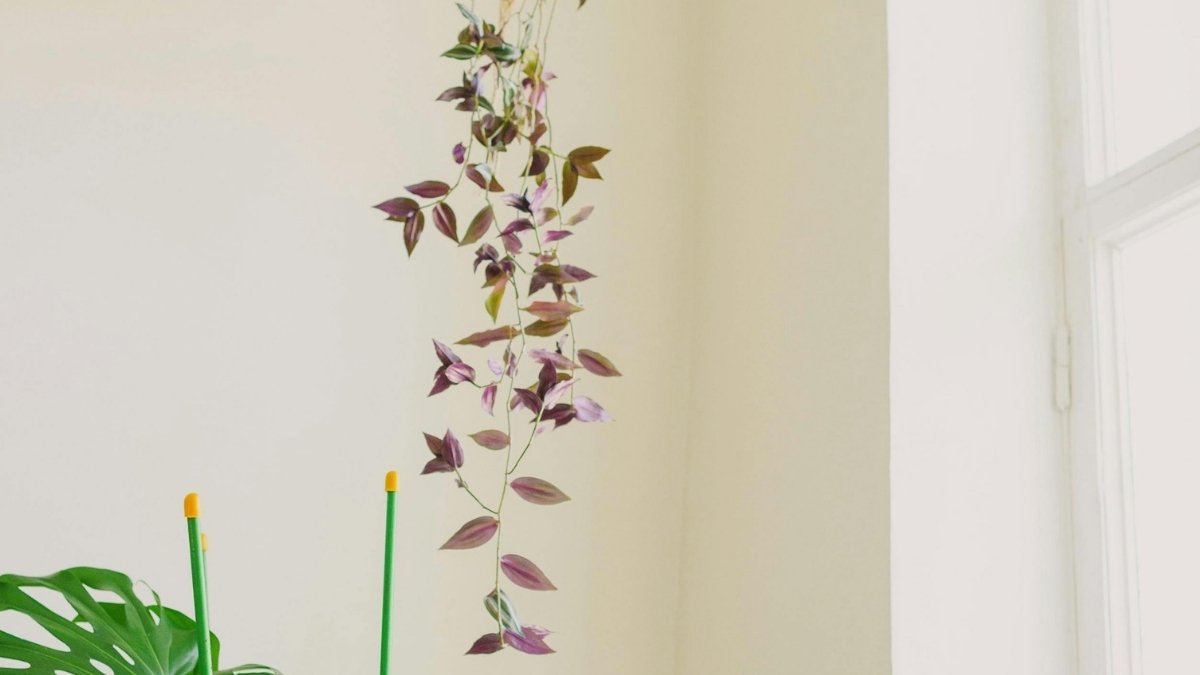 Trailing houseplant hanging near a sunny window, an styling idea