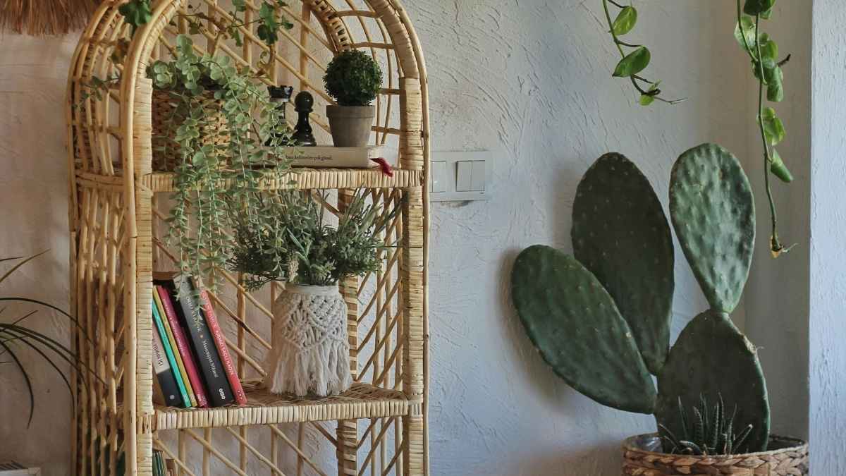 Cozy plant corner with cacti and trailing greenery, styled using tips