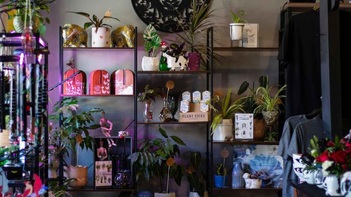 Indoor house plants near me displayed in a cozy, plant-filled home corner