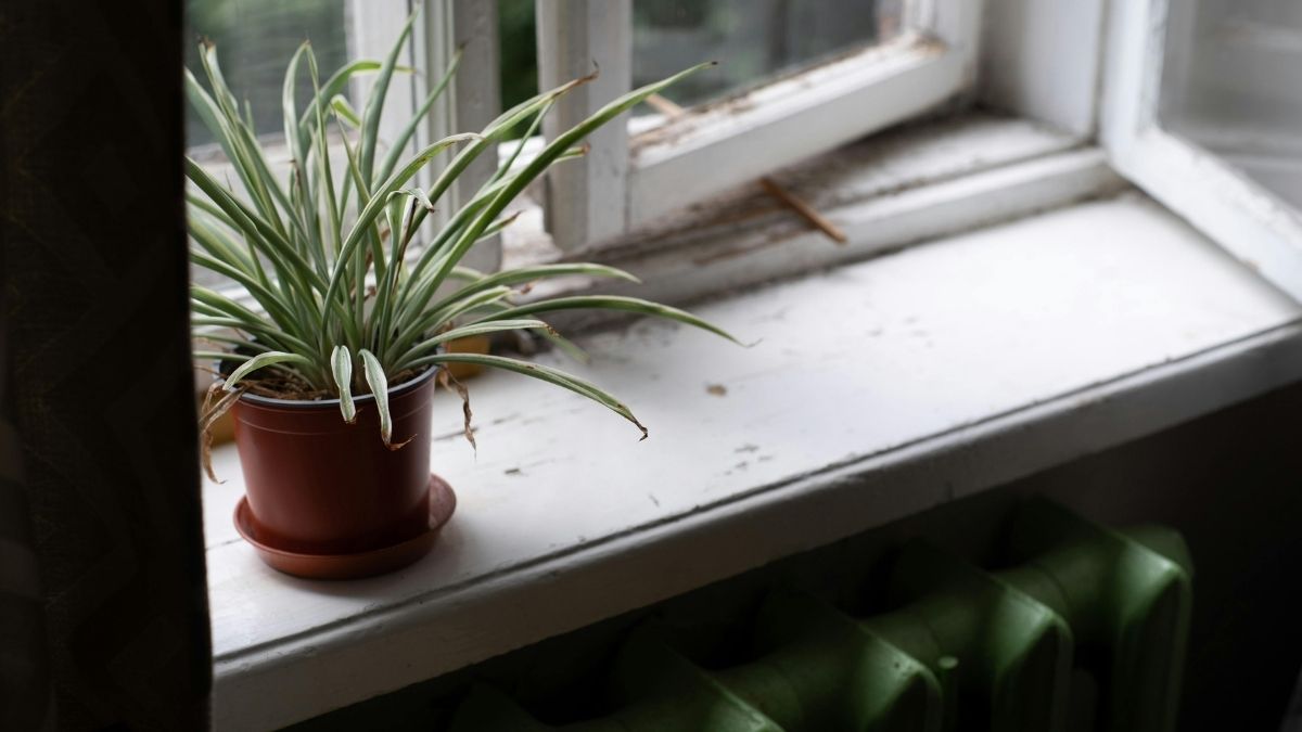 Stressed spider plant on a windowsill, a common sign indoor plants for winter need extra care
