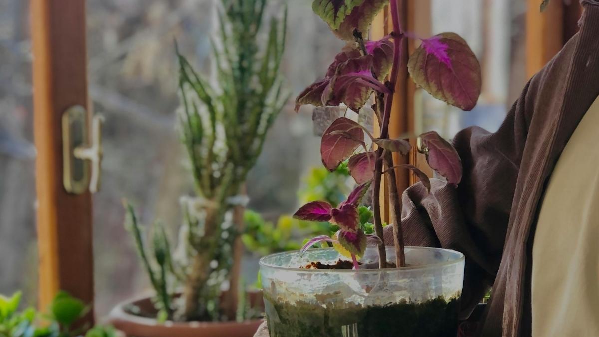 Person repotting a cutting as part of preparing indoor plants for winter