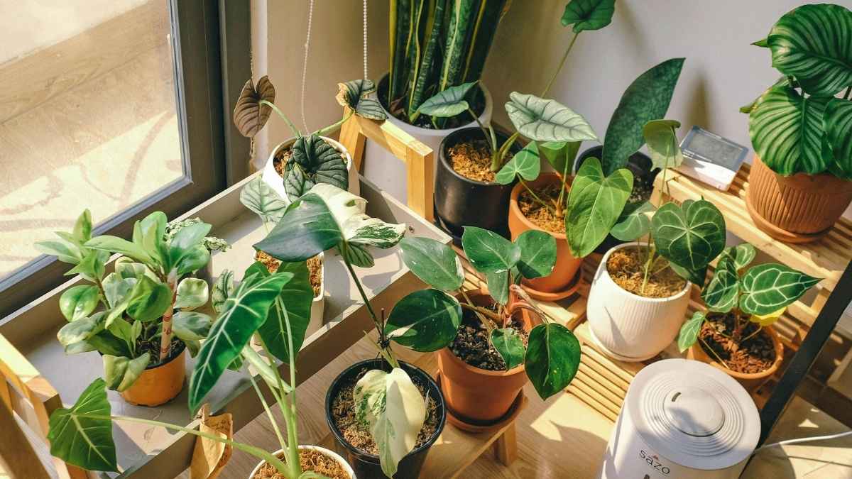 A humidifier running beside a plant shelf, a key setup