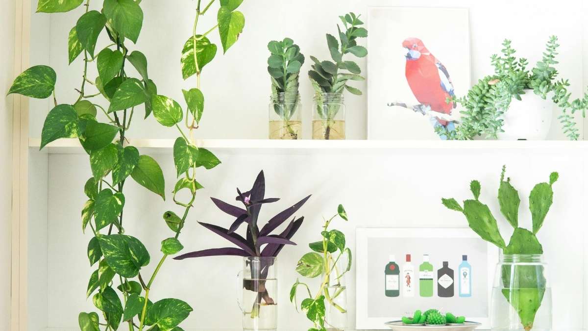 Trailing pothos and propagation jars styled on a shelf