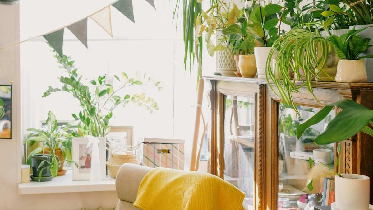 Indoor house plants near me arranged on shelves in a cozy sunlit reading nook
